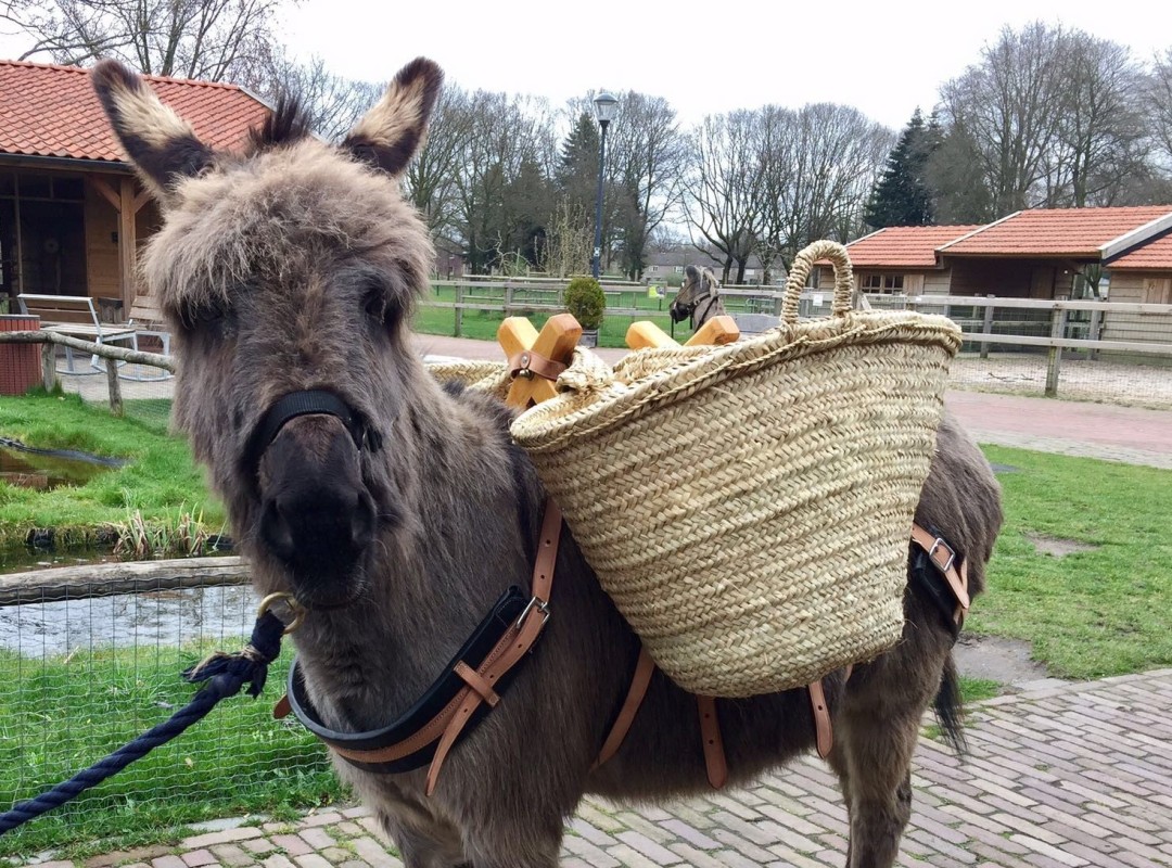 De ezel in Oss genaamd Mener Gijs klaar voor zijn tocht met de Mikmakkers om afval te gaan prikken 